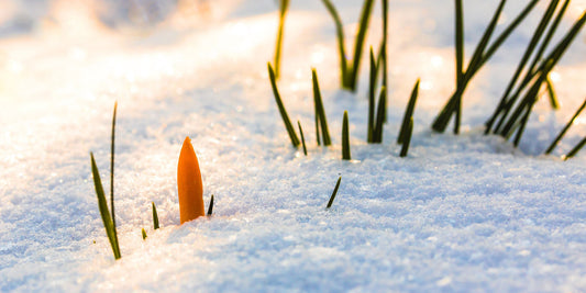 Celebrating the Wheel of the Year: Imbolc