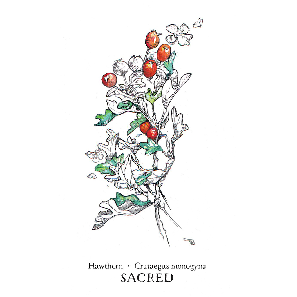 The Hedgewitch Botanical Oracle