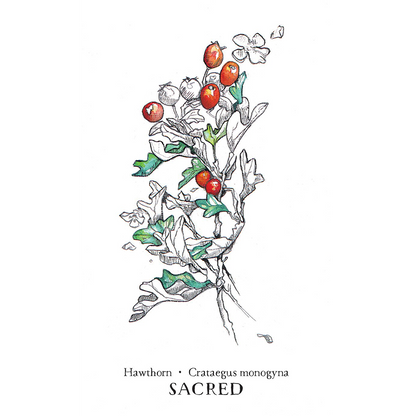 The Hedgewitch Botanical Oracle