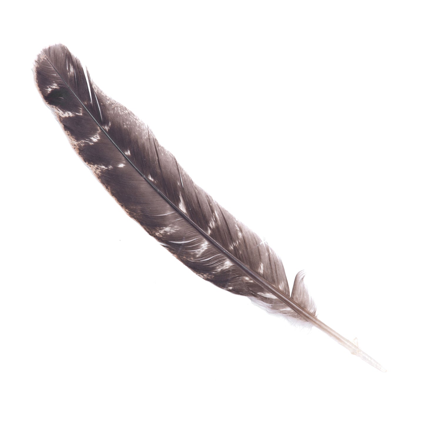 Barred Smudging Feather